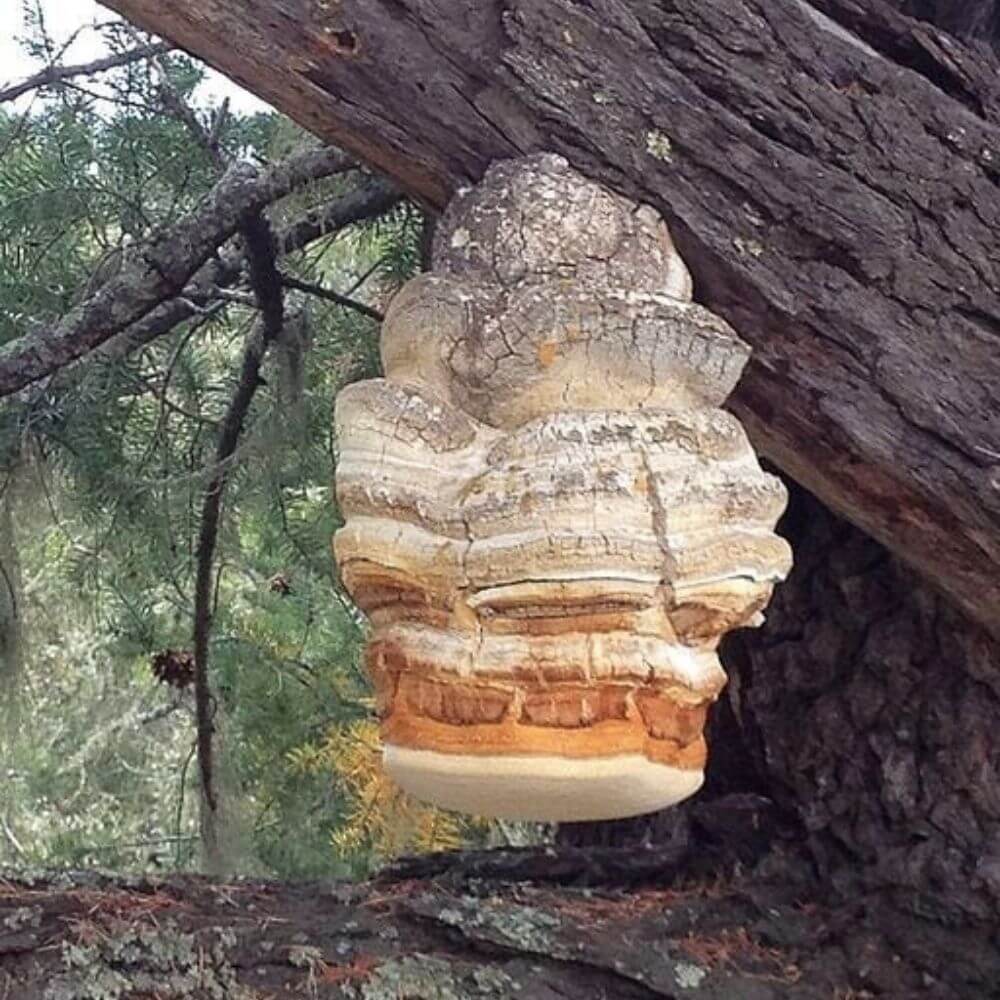 Agarikon Mushroom