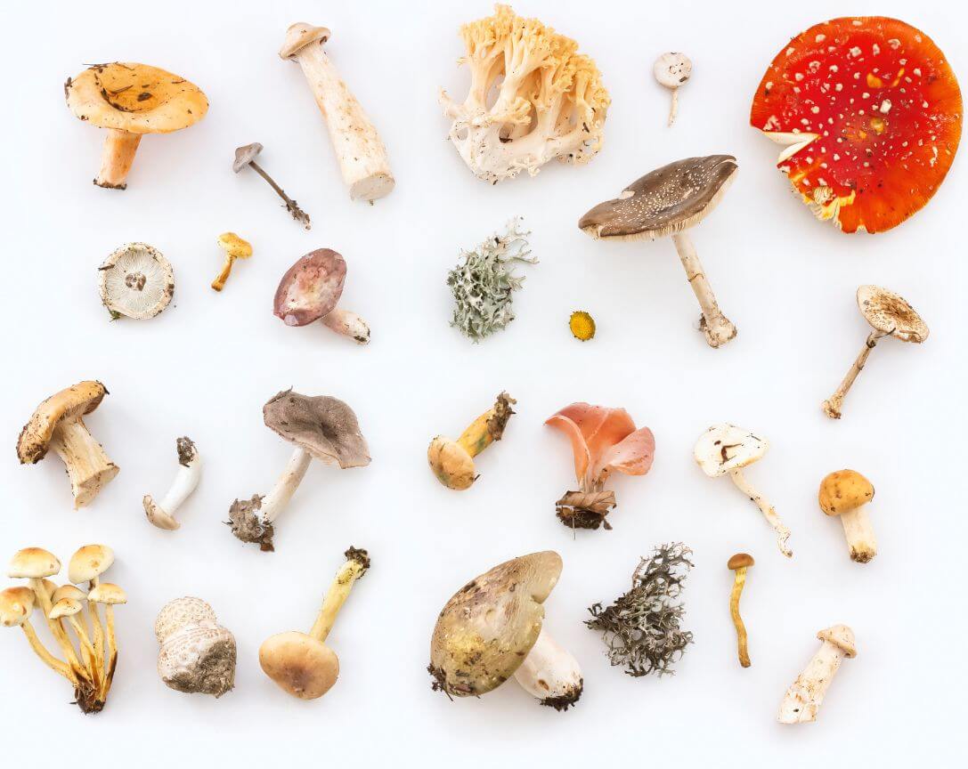 Mushroom Health Benefits Collage