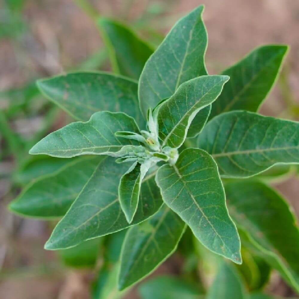 Ashwagandha plant