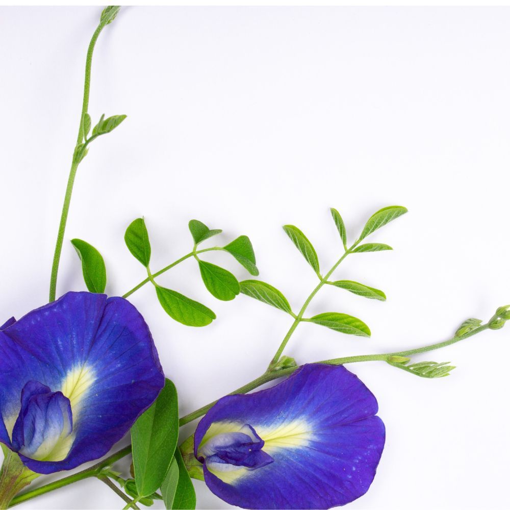 Blue Butterfly Pea Flower 