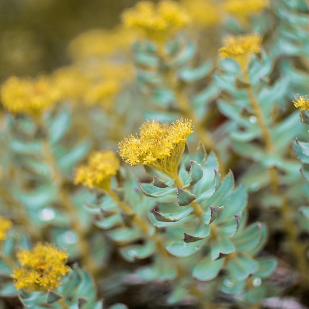 Rhodiola