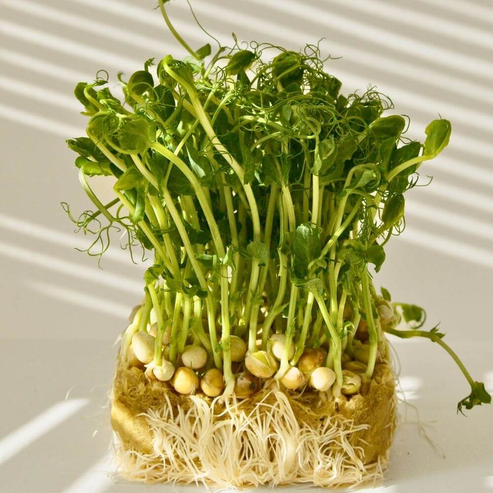 Sulforaphane Sprouts