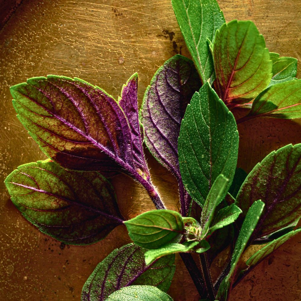 Why African Blue Basil Is The Herb Your Kitchen's Been Missing!