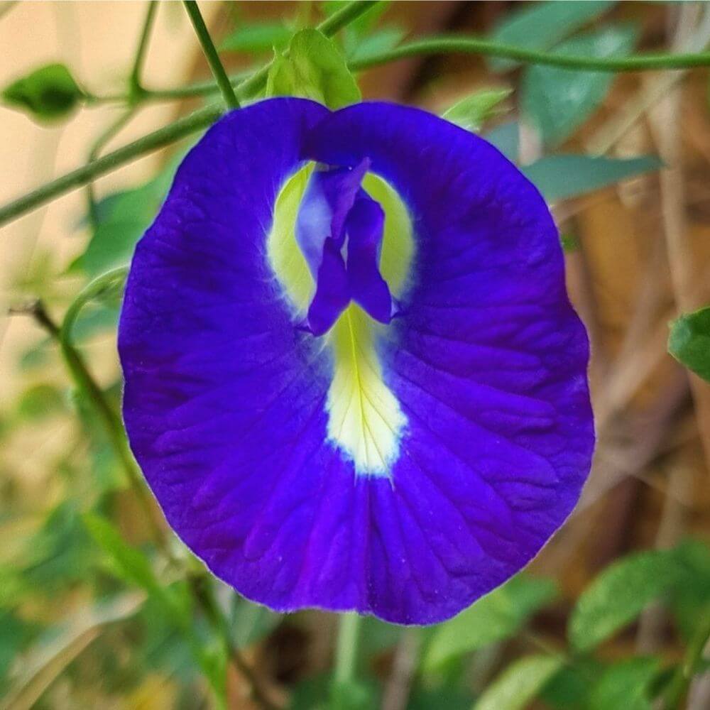 Butterfly Pea Flower Cocktail 8