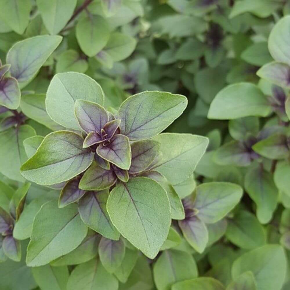 African Blue Basil 1