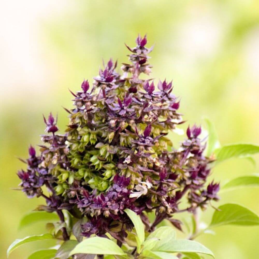 Why African Blue Basil Is The Herb Your Kitchen's Been Missing!