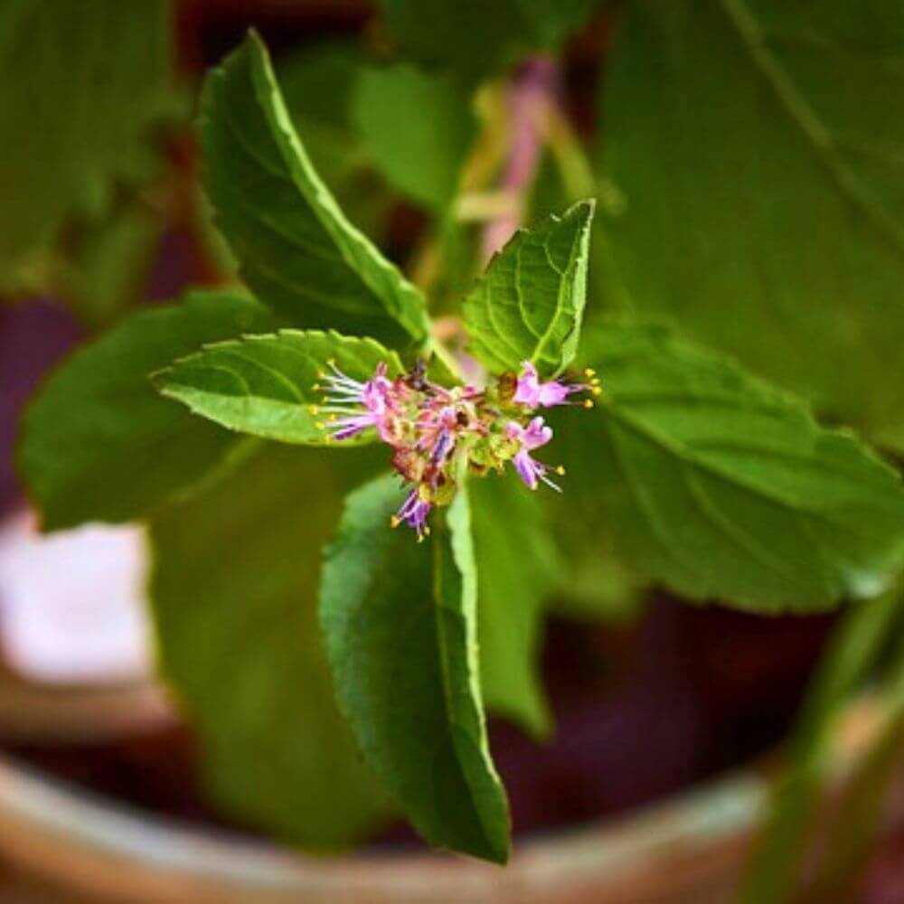 Holy Basil Tincture Plant