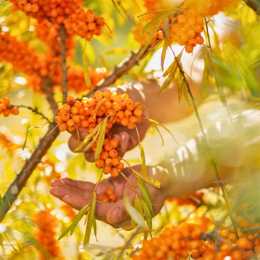 Why Is Sea Buckthorn Harvested At Night? The Answer Might Surprise You!