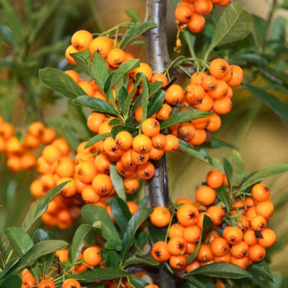 Why Is Sea Buckthorn Harvested At Night? The Answer Might Surprise You!