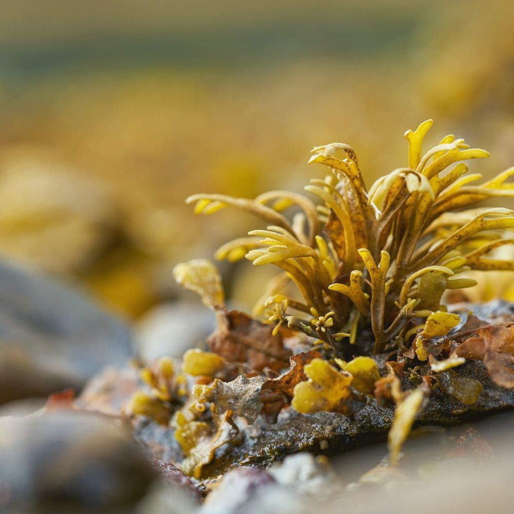 Wildcrafted Sea Moss: How It's Changing The Health Game!