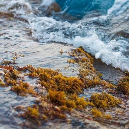 Wildcrafted Sea Moss: How It's Changing The Health Game!