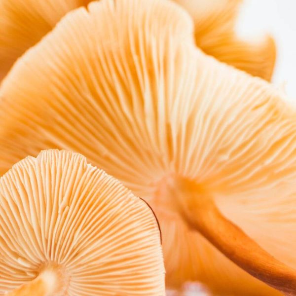 How Beta Glucans In Mushrooms Can Supercharge Your Health!