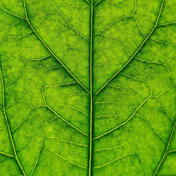 The 5 Best Chlorophyll Drops To Boost Your Health Today!