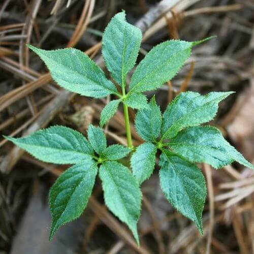 Who Knew? Uncovering The Unexpected Benefits Of Korean Red Ginseng!