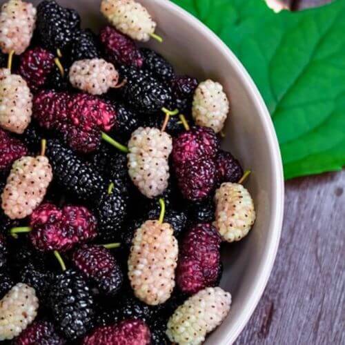 Mulberry Vitamin C