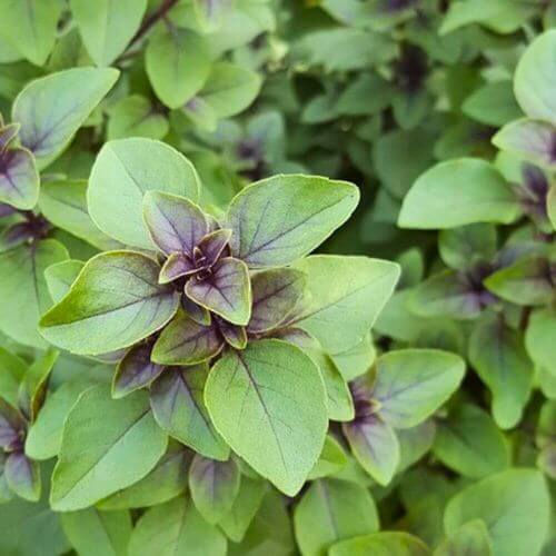 African Blue Basil